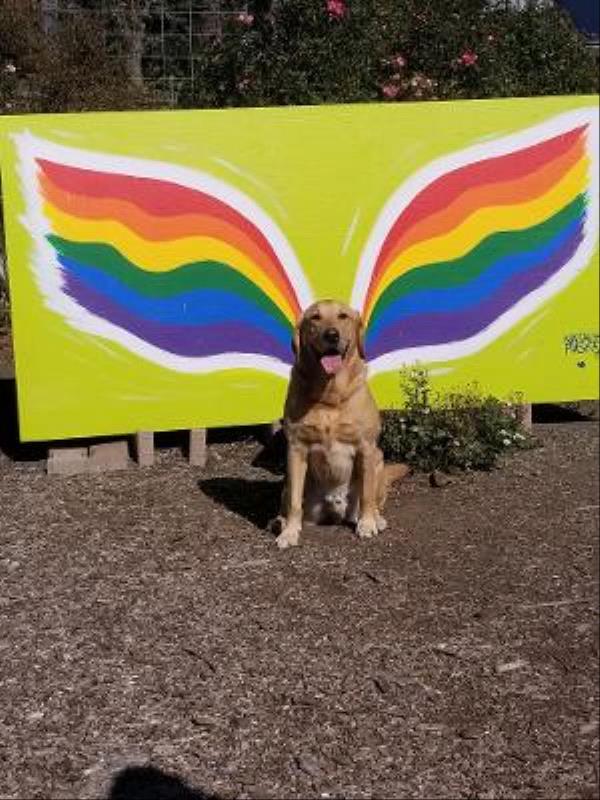 /Images/uploads/International Guiding Eyes Inc/gdapawsitivitycalendar/entries/20064thumb.jpg